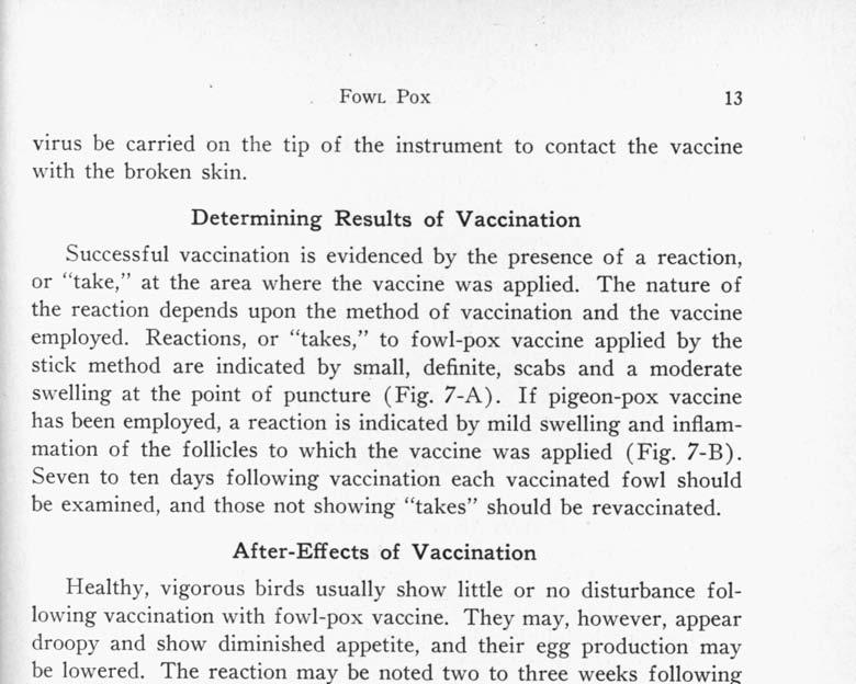 FOWL POX 13 virus be carried on the tip of the instrument to contact the vaccine with the broken skin.