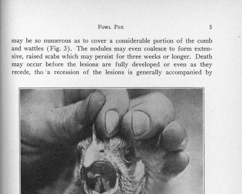 FOWL Pox 5 may be so numerous as to cover a considerable portion of the comb and wattles (Fig. 3).