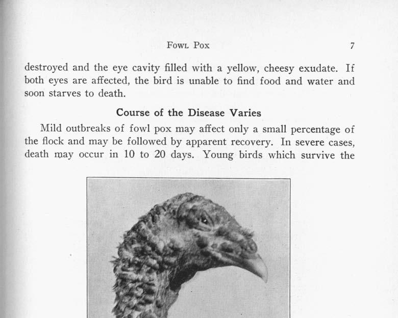 FOWL Pox 7 destroyed and the eye cavity filled with a yellow, cheesy exudate. If both eyes are affected, the bird is unable to find food and water and soon starves to death.