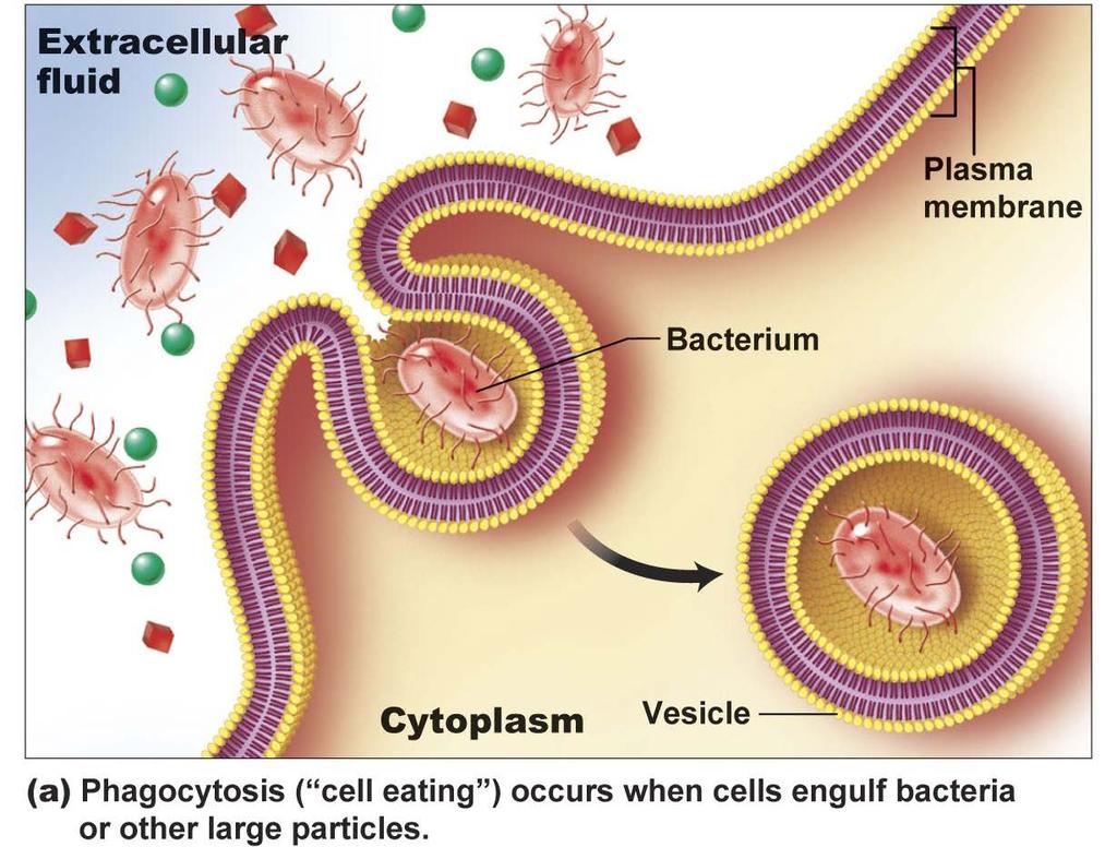 Endocytosis -