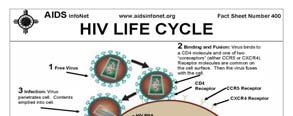 T4 helper cells = CD4+ cells #1 Free virus #2 Virus binds to