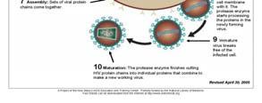 Maturation develop new virus 23 22 OVERVIEW OF PATHOPHYSIOLOGY