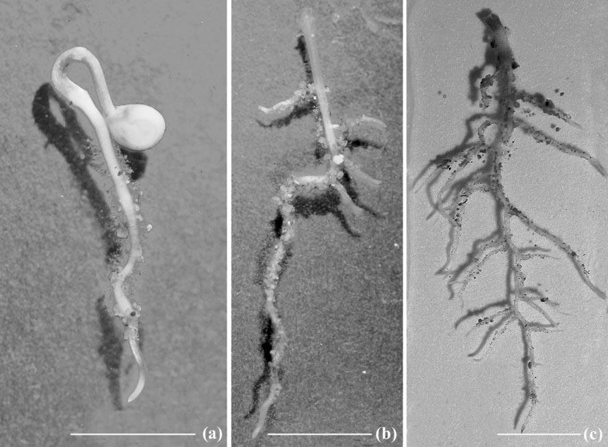1524 OLIVAIN ET AL. APPL. ENVIRON. MICROBIOL. FIG. 1. Roots of tomato seedlings 18 h (a), 3 days (b), and 6 days (c) after transplantation into infested soil.