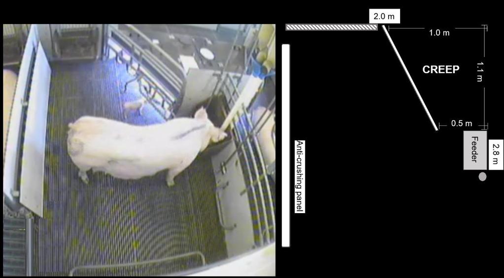 Figure 1 - A) Top view of a Sow Welfare and Piglet Protection (SWAP) pen with Bright creep.