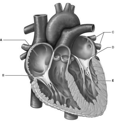 MATCHING: Match labeled areas with the appropriate terminology from the list below. Figure 18.4 Using Figure 18.4, match the following: 68) Tricuspid valve. 68) 69) Mitral valve. 69) 70) Right atrium.