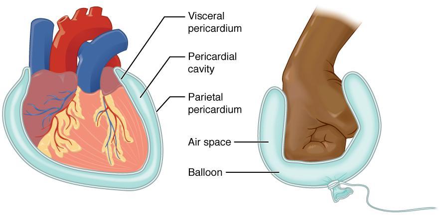 - At the base of the, an artery leading to the rest of the and right ventricle - Has cusps - Allows blood into aorta and not back into the right ventricle *Both named for their half-moon shapes of
