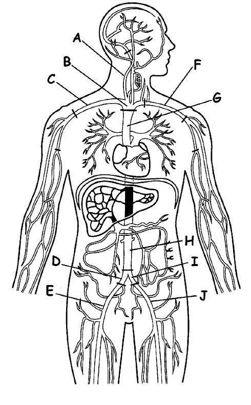 16. Match the artery with the correct letter from the diagram.