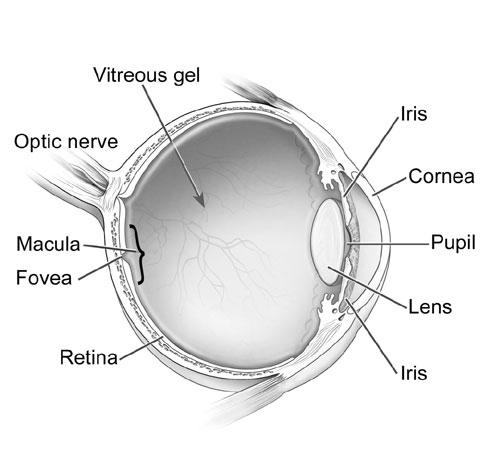 What is the macula? The back of the eye has a light-sensitive lining called the retina, similar to the film in a camera. Light is focused through the eye onto the retina, allowing us to see.