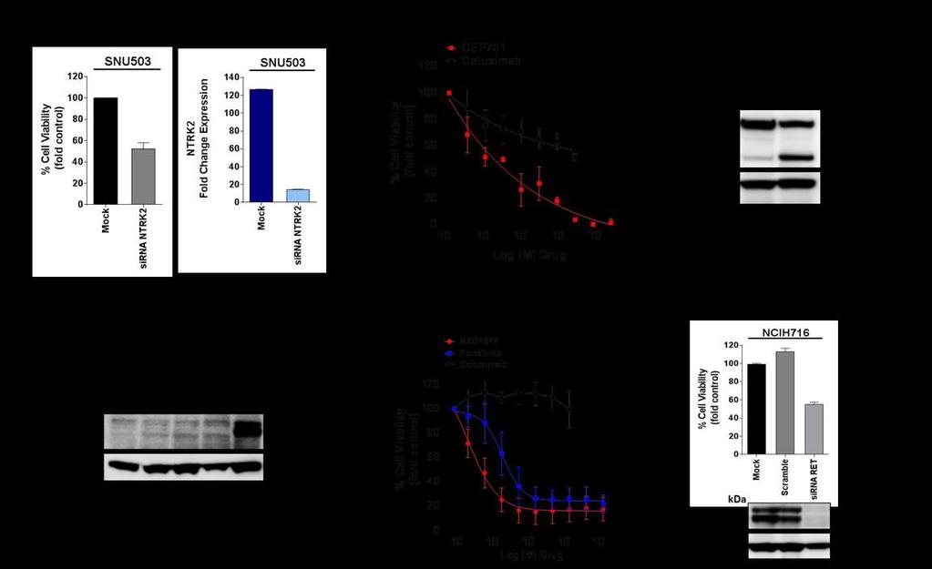 Supplementary Figure 7. Oncogenic addiction to overexpressed NTRK2 and RET kinases. (a) RNAi knockdown of NTRK2 inhibits cell proliferation of SNU503 cell line.
