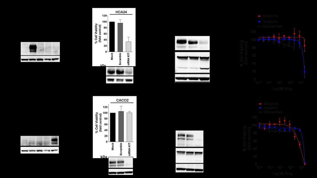 Supplementary Figure 8. Functional validation of KIT and PDGFRA overexpression. (a) Western blot analysis confirmed overexpression of KIT protein in HCA24 cell lines.