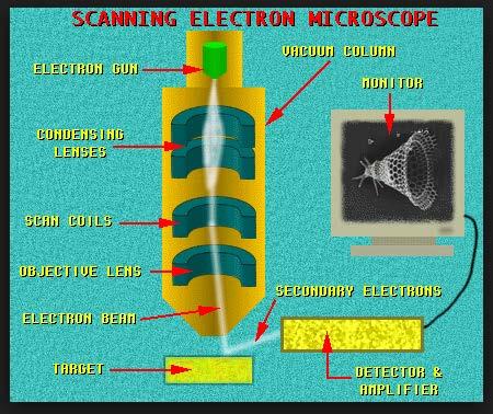 METHODS: Morphological Characterization SEM Scanning Electron Microscopy Carl-Zeiss EVO, 40 XVP (Oberkochen, Germany) with energy dispersive detector (EDAX) Inca 250 (Oxford, UL) Used