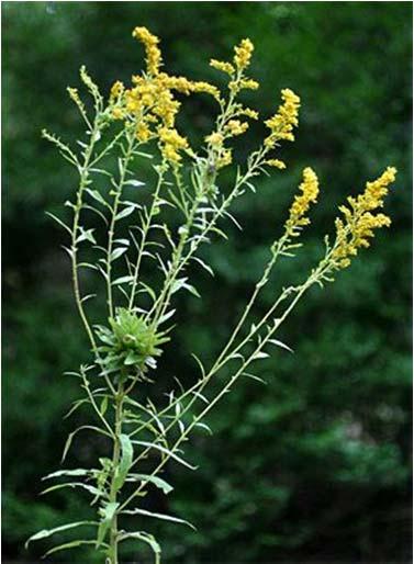 Goldenrods flower in late summer and are very apparent due to their tall structure, abundance and the bright yellow color of their flowers.