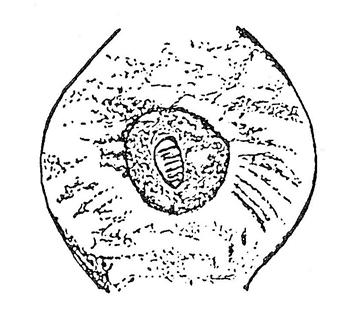 Figure 3. Interiors of goldenrod galls. From left to right: a) Eurosta pupa, b) pupa of Eurytoma obtusiventris, c) larva of Eurytoma gigantea, d) larval Mordellistena unicolor.