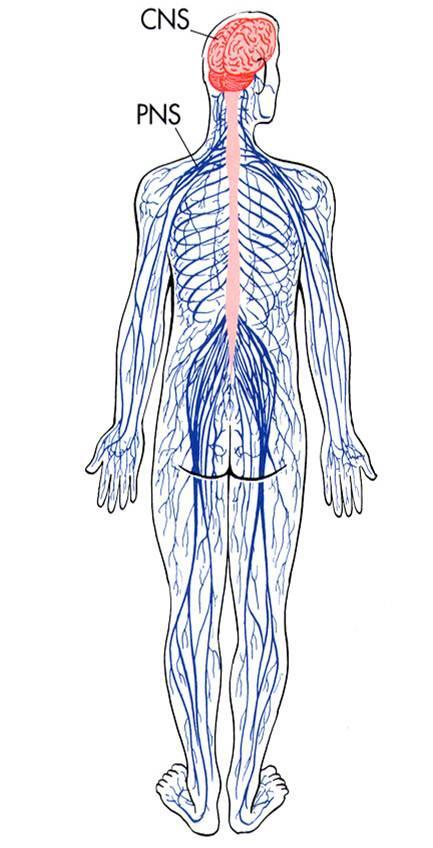DEFINITIONS OF TERMS Peripheral nervous system (PNS) includes all the nerves outside the brain and spinal cord. Somatic nervous system - part of the PNS that controls voluntary movement.
