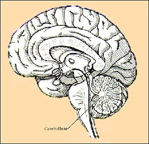 LESSON READING The Diencephalon Moving on upwards, the diencephalon is located at the upper end of the brain stem.