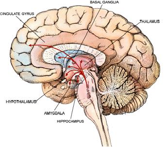 LESSON READING The Cerebrum The cerebrum forms the bulk of the CNS (Figure 10). The cerebrum consists the three deep-lying structures surrounded by the cerebral cortex.