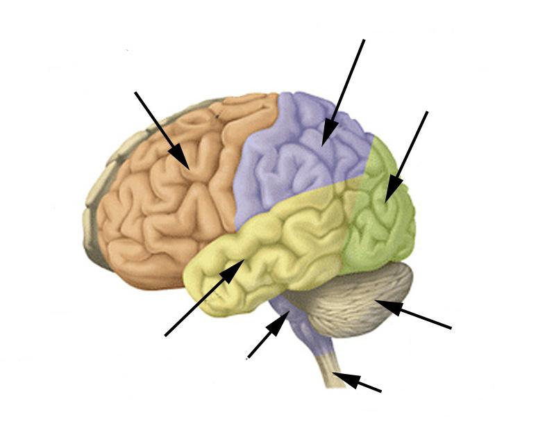 The temporal lobe is concerned with hearing, learning and memory and emotion. What is the function of the following brain structures? What symptoms would you see if they were damaged?