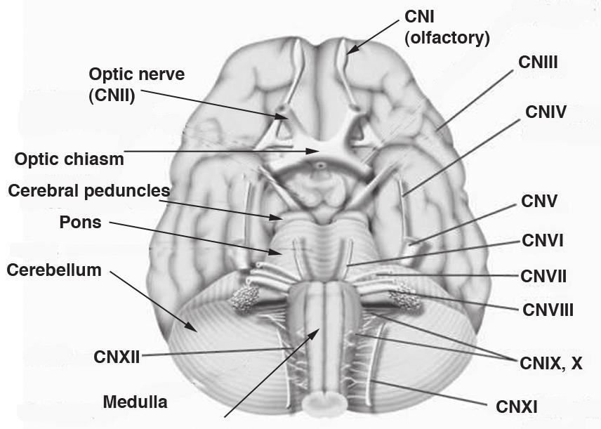 LESSON READING Getting information into and out of the brain As we saw before, the brain communicates with the rest of the body via the cranial nerves (that supply the head) and the spinal nerves