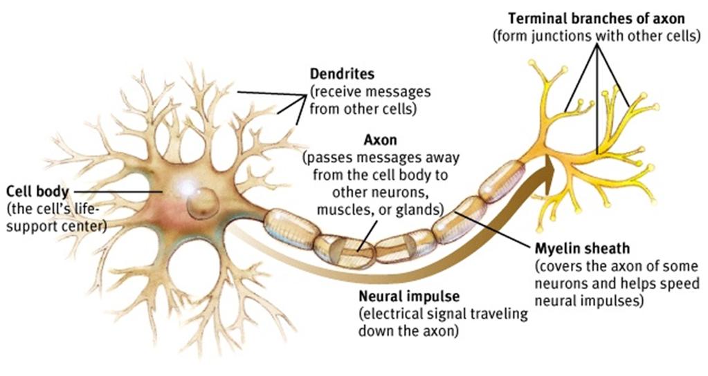 Identify the location and various parts of the neuron and discuss their functions. Describe the neural impulse and absolute refractory period.