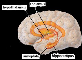 Midbrain - Consists of structures just above the spinal cord but still below areas categorized as the forebrain; in general, coordinates simple movements with sensory information; most important part