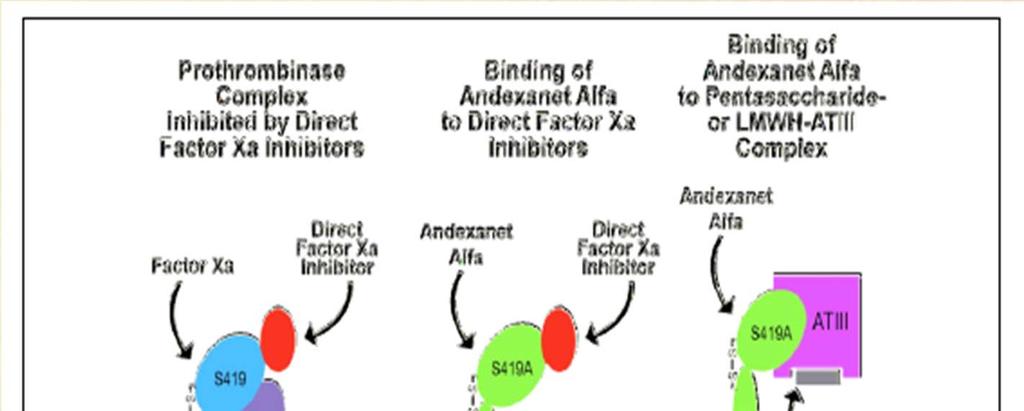 Andexanet Alfa Modified recombinant