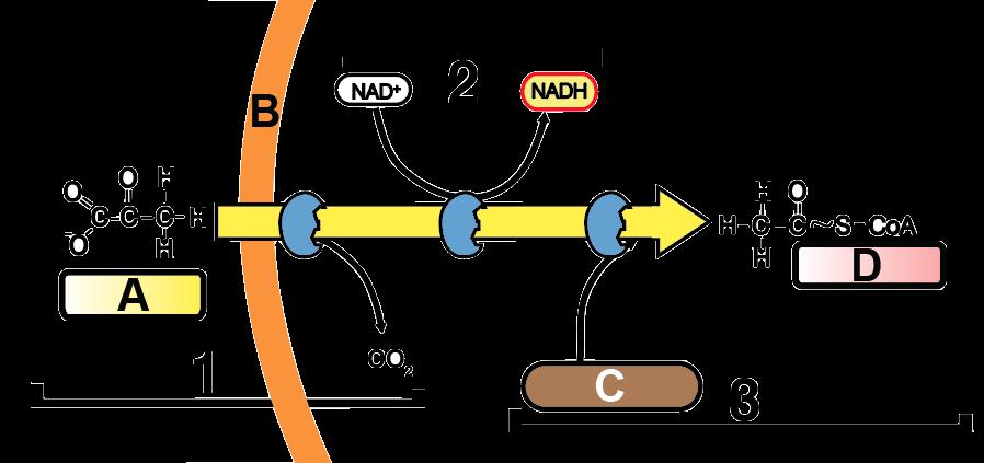 Tutorial : The Krebs Cycle and the Link Reactions.