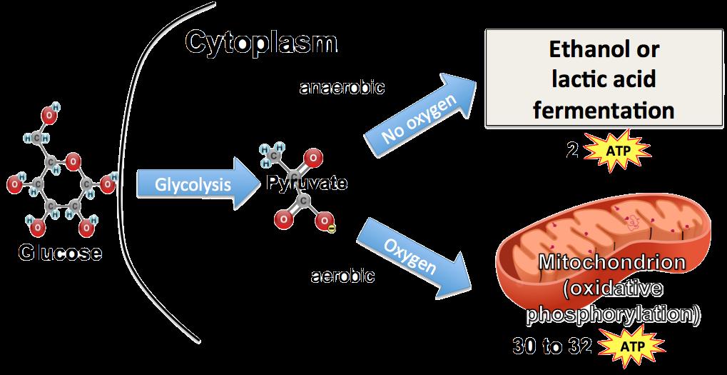 Tutorial 6: naerobic Respiration and Fermentation. Read the introduction:.