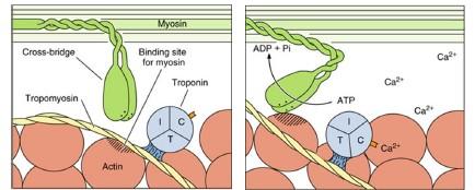 17. The myosin head does not release from the binding site until a new molecule enters the cycle. According to the model, what is that molecule? What is the function of that molecule?