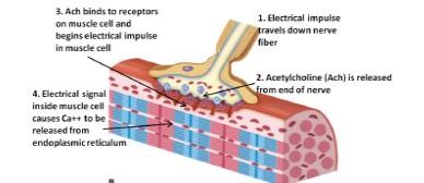 23. You have been suffering from recurring muscle cramps. Your mom tells you to drink more milk. Why? Model 8 Neuromuscular Junction 24. Can muscles contract if there is no free calcium in the cell?