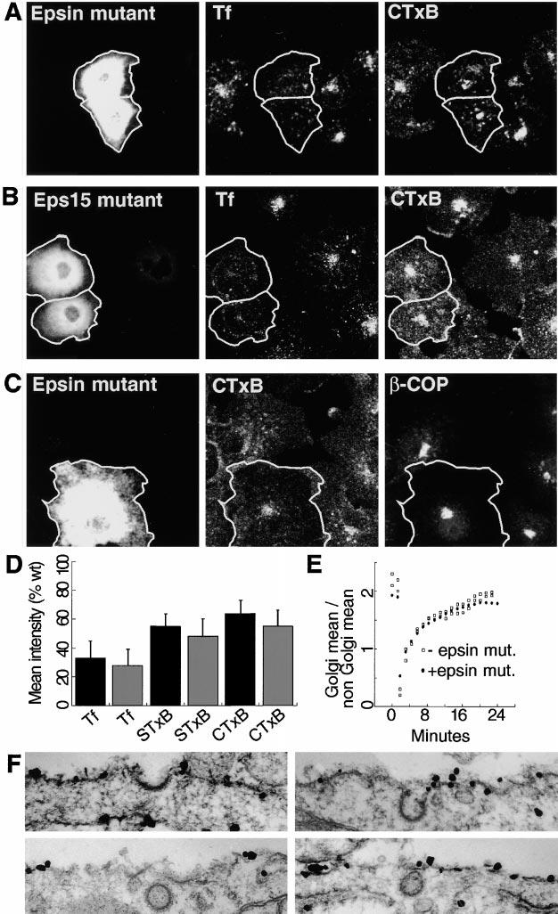 Figure 6. GPI-GFP, STxB, and CTxB are internalized via a clathrin-independent process. (A) Expression of a dominant negative mutant of epsin blocks transferrin-cy3 uptake more than uptake of CTxB-Cy5.