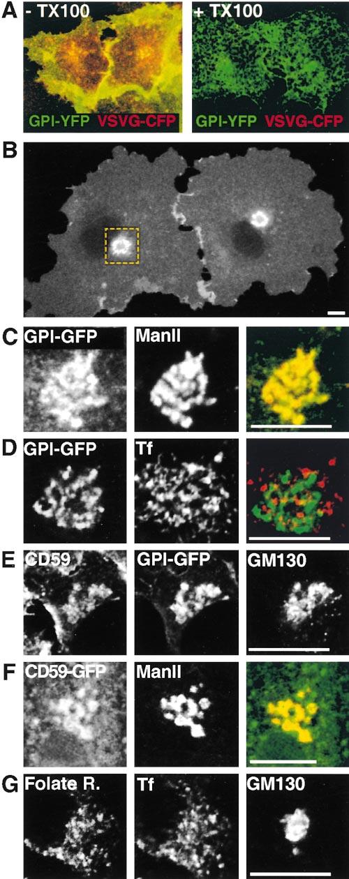 and GPI-GFP are maintained by constant exchange with the PM, rather than by new protein synthesis.