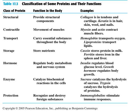Chapters 16 Proteins and Enzymes Proteins: all proteins in humans are polymers made up from 20 different amino acids.