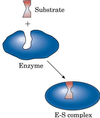 Temperature: enzymes are very sensitive to temperature.