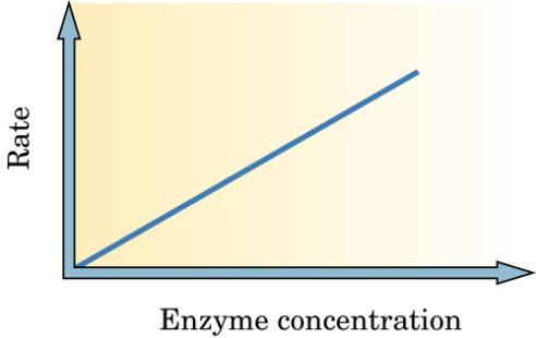 3. Substrate and enzyme concentration: in any catalyzed reaction, the substrate must first bind with the enzyme to form the substrate-enzyme complex.