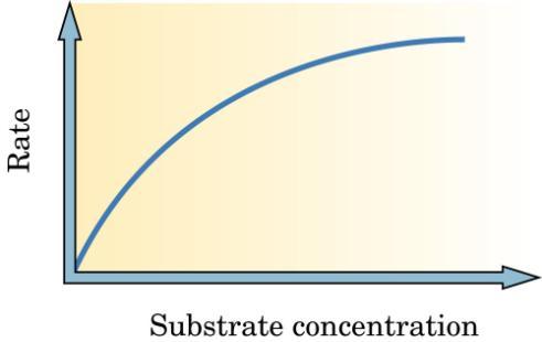 When enzyme concentration is kept constant, increasing the substrate concentration increases the rate of the catalyzed reaction as long as there are more enzyme molecules present than substrate
