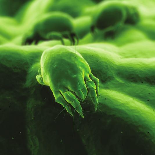 Dust mite allergy is your immune system s reaction to protein produced by a microscopic mite that thrives in dust, especially in warm environments such as bedding, upholstered furniture and carpeting
