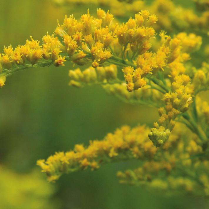 Pollen is the tiny, egg-shaped male cells of flowering plants including trees, grasses and weeds.