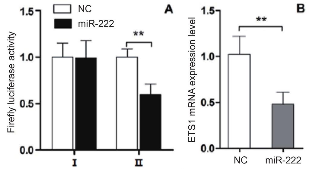 MiR-222 promotes proliferation, migration and invasion of LAC cells Figure 3. MiR-222 targeting effect on ETS1. A, I: pgl3-control; II: pgl3- ETS1 3 UTR.