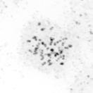 (G) Mitotic index of wild-type and ΔBubR1 cells treated for 8