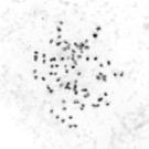protein on western blot (Figure 2D) and by immunofluorescence