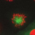 did not fully block prophase centrosome separation (Fig.