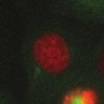30:00 Figure 5. Live-cell analysis of prophase centrosome separation in U2OS cells.