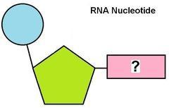 Found in two places: o Free floating in o Attached to How does information needed to build a protein gets delivered from the DNA to the ribosomes? o With the help of in a process called What is RNA?