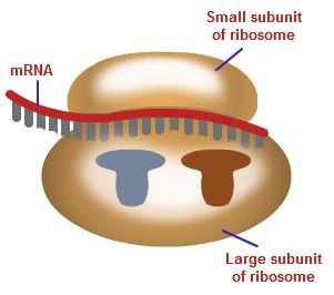 into RNA (DNARNA) o Transcribe: (copy in the same nucleic acid language, but only what is needed!) How does it happen?