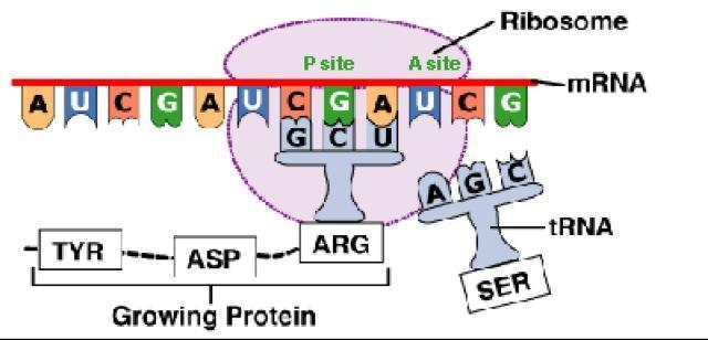The amino acid chain will ALWAYS begin with the - AUG The trna will continue to add amino acids until it reaches a (UAA, UAG, UGA) When it reaches a stop codon, then a complete has been built!