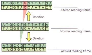 Types of Mutations Changes to the letters (ATGC bases) in DNA! Point mutation change to letter in the DNA!