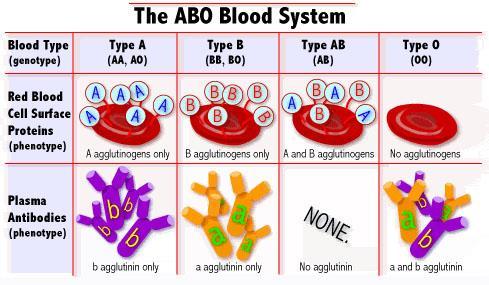 Blood Types Many genes have more than two alleles for a trait. Human blood types exist as multiple alleles. Each person has only 2 of these alleles.