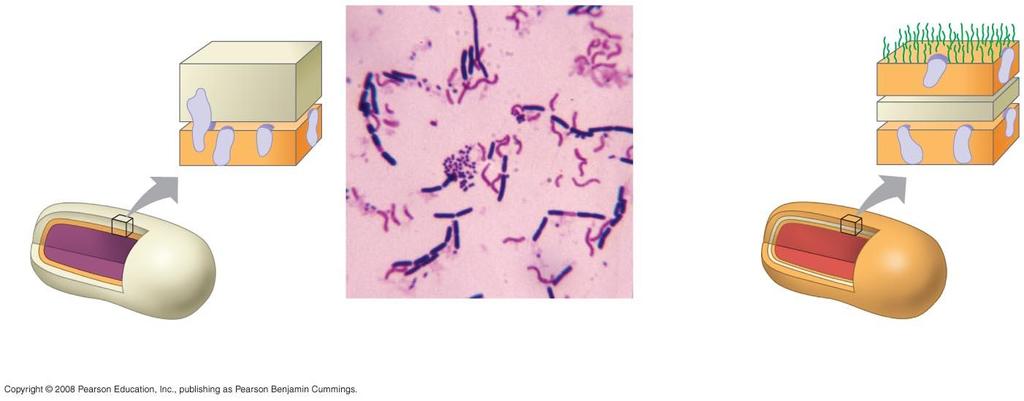 Fig. 27-3 Cell Surface Structures Hans Christian Gram Gram Staining LPS component O polysacch antigens for ID (E.