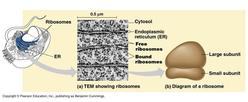 Nucleolus Ribosome production Free or bound» Protein synthesis Nucleolus Nuclear membrane