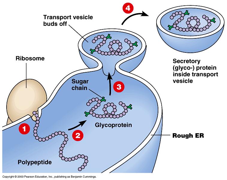 Endomembrane Organelles Rough Endoplasmic